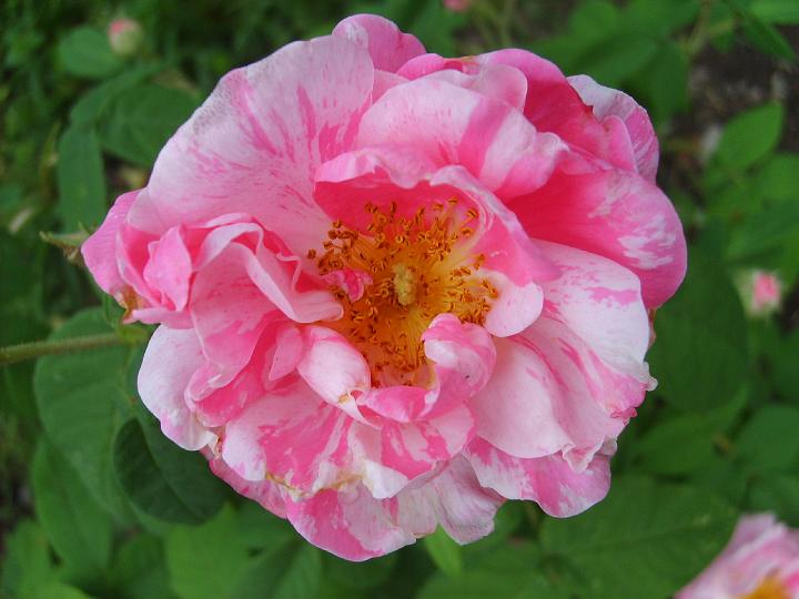 Rosa Mundi 5.JPG - ROSA MUNDI (Okänt ursprung. Före 1581).

En av de absolut äldsta gallicarosorna. Kallas 'polkagrisros' för sina strimmiga blommor i karminrött med rosa och vitt. Ibland uppstår en rent karminröd blomma utan strimmor när den åtgår till sin föräldraros, 'Officinalis'. Alla andra strimmiga rosor härstammar troligen från denna ros. Doft av körvel, mandel och mysk. Härdig, skuggtålig och lättodlad. Kan bli angripen av mjöldagg.Uppkallad efter Henrik II älskarinna, Rosamund Clifford, som levde på 1100 talet.  Storlek: 1.2x1.2m. Zon VI.